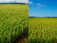 ͭ�������ƤΥ����ҥ���ΰ��� 