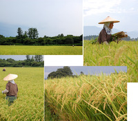 ��δ֤��鿭�Ӥ뻨���ɣ�ʤɡˤ���ȴ���ޤ� 