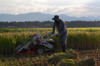 ���Ƥΰ𴢤� 