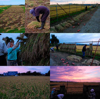 ͭ�������ơ����ƤΤϤ��ݤ� 