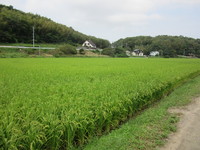 ���������˿��դ��ޤ����� 