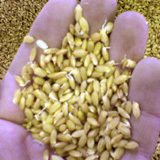 �꤬���礳�äȽФƤ������ 