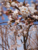 �������ʥ��ᥤ�襷�Ρˤȡ��޿���ʥ����쥶����� 