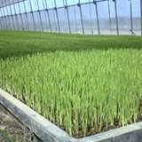 ������������Ĺ���Ƥ����� 