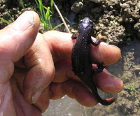 ���󥷥祦���ο��� 