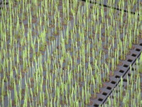 �Ĥ�Ť䤫������Ĺ���ޤ��� 