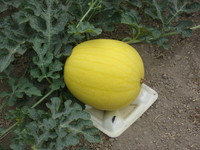 �����Υ����������٤����� 