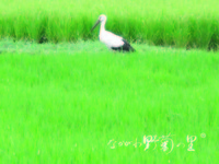 ΥȥꡡȤäƤ⤪˾򿩤٤Ƥޤ 