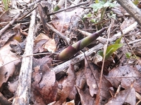 ��ǯ�ϡ��⤦�ͥޥ�������������ޤ����� 