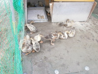 ���Ӥ��Ȥ�Ƥ��ޤ����� 