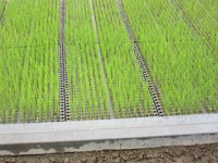 �Ĥ���Ĺ���Ŀ����������碌��Τ��񤷤����� 