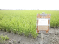 �ú��ƴ��� 