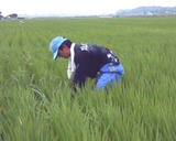 �����ܤ�����Ȥ��ߤ��Ǥ��� 