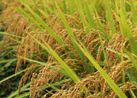 ڤҤۡ7ǯơۻֻ˭Լΰ