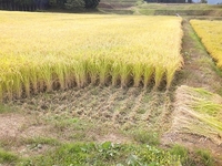 �פ��м̿������ޤä����ꤷ���Ĥ�ܡ���������𴢤굡���ʥ���Х���ˤ����äƤ����ޤ��� 