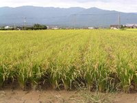 ���椬�������ʤ�ޤ��� 