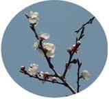 ���ߡ����֤��ޤ����� 