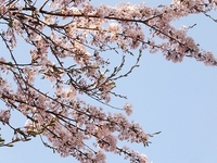 �ȶ᤯�˺餤�Ƥ�����Ǥ� 