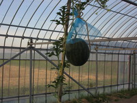 ��ͷ�Ӥζ��楹�������礭���֤鲼���뤫�ڤ��ߤǤ��� 