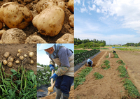 ���㥬����μ��� 