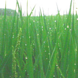 ���襤���̤Τ褦�ʿ�ũ 