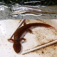 ���󥷥祦�������Ǥ����͡� 