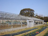 �ӥˡ����ĥ���ؤ� 