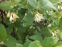 �ϥ����åפβ������� 