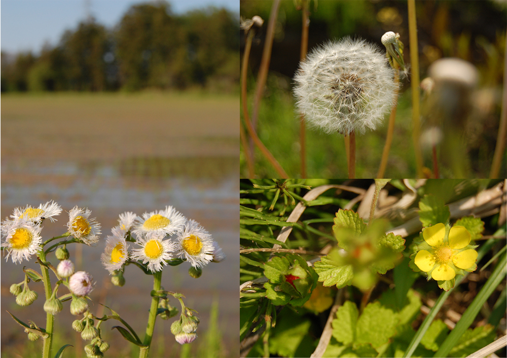 ����ƻ�β֡� 