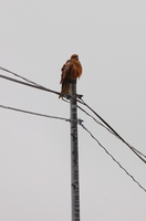 �������ޤ�ȥ�ӡʥȥӡ� 