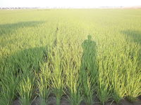 �Ŀ������󤫷� 