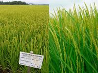 ���̺����ƥ����ҥ��� 