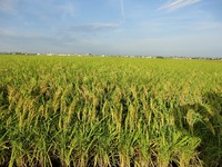 �¤äƤ��ޤ����� 