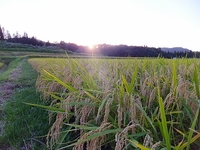 ͼ�ۤ�������������Ĥ�� 