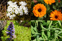 �⻳�Ȥ˺餯�դβ֤����� 