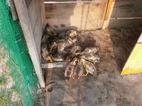 ���Ӥ��Ȥ�Ƥ��ޤ����� 