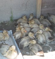 ����ΰ��� 