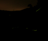 �ۥ��뤬���ʤ�������Ǥ��ޤ��� 