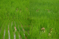 ����������ˡ 