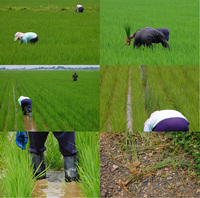 �Ĥ�ܤ����� 