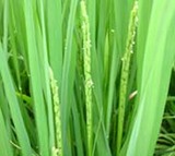 �֥������֥���������׽��� 