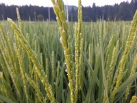 �̿��ϡ����������ޤ��Ǥ��� 