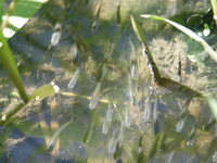 Ƥ۰ռơĤܤǥˤǤޤ 