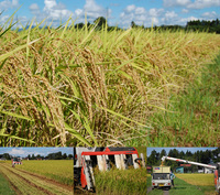 25ǯ�����Ƥΰ𴢤� 