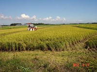 �𴢤����� 