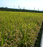 ���Ť����𤬤��äѤ����Ĥ�� 