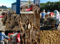 ̣������Ʀ�ֽ�����Ʀ�פ�æ�� 