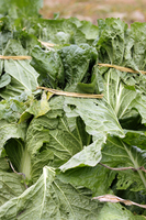 ��ڤΥϥ��ޥ� 