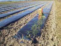 �̤ͤ����� 