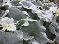 �����ʽ����� 